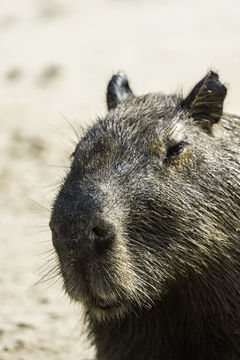 Image of Capybara