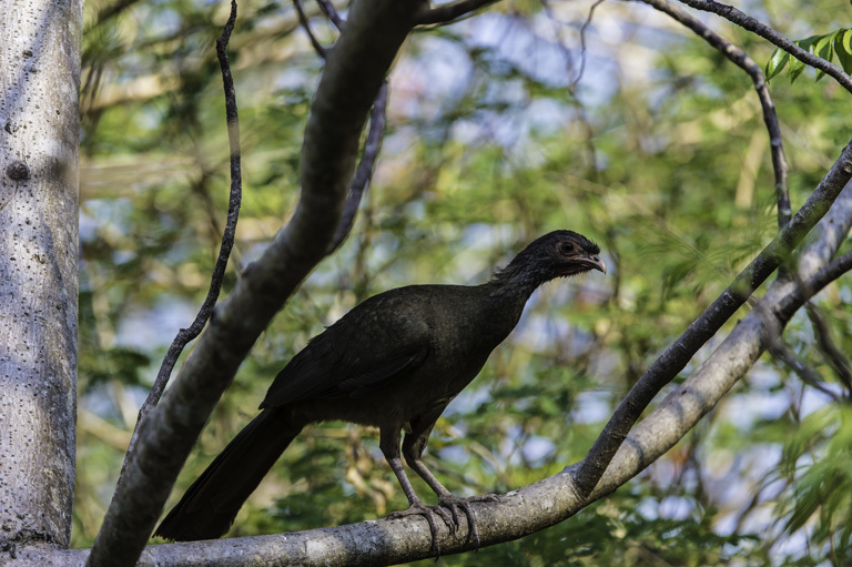 Image of Chaco Chachalaca