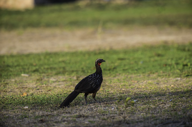 Image de Pénélope à ventre roux