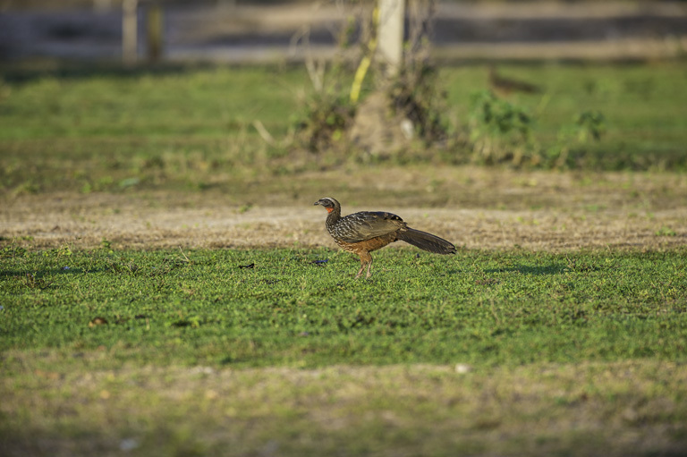 Image de Pénélope à ventre roux