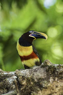 Image of Chestnut-eared Aracari