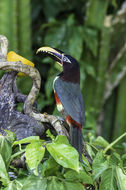 Image of Chestnut-eared Aracari