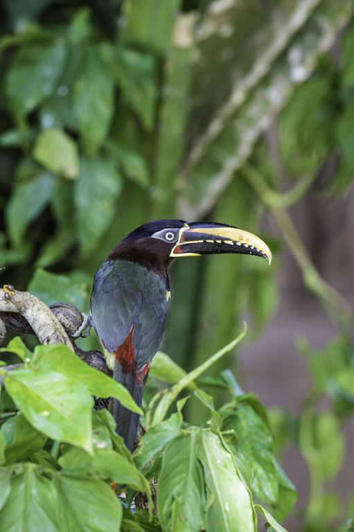 Image of Chestnut-eared Aracari