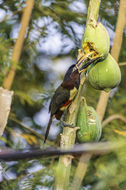 Image of Chestnut-eared Aracari
