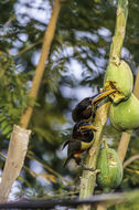 Image of Chestnut-eared Aracari