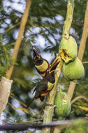 Image of Chestnut-eared Aracari