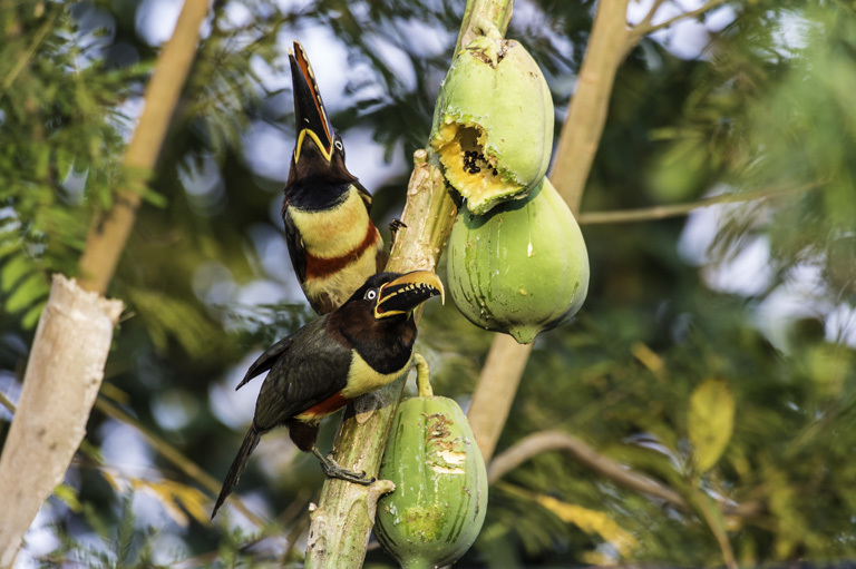 Image of Chestnut-eared Aracari