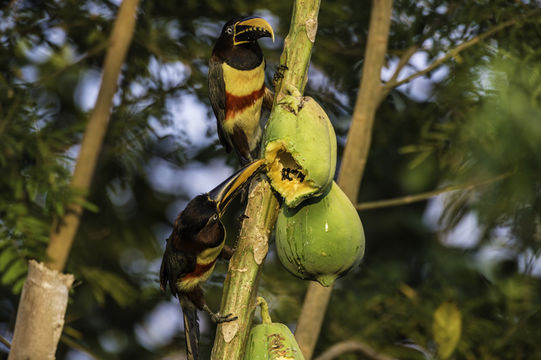 Image of Chestnut-eared Aracari