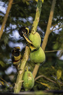 Image of Chestnut-eared Aracari