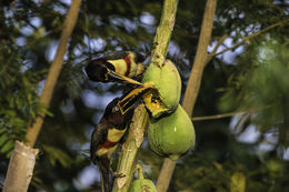 Image of Chestnut-eared Aracari