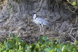 Image of Cocoi Heron