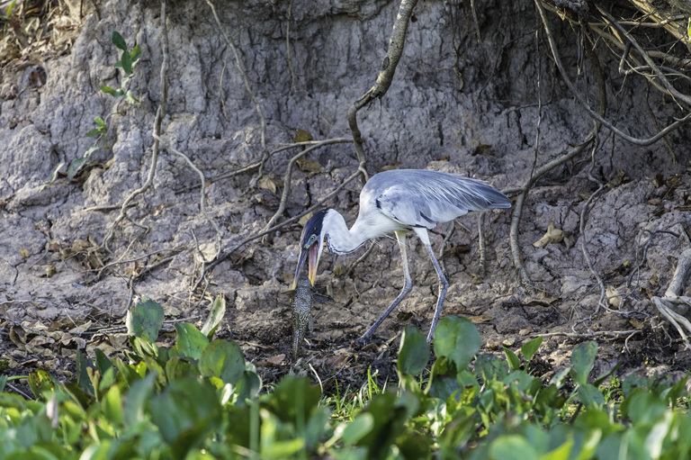 Image of Cocoi Heron