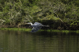 Image of Cocoi Heron