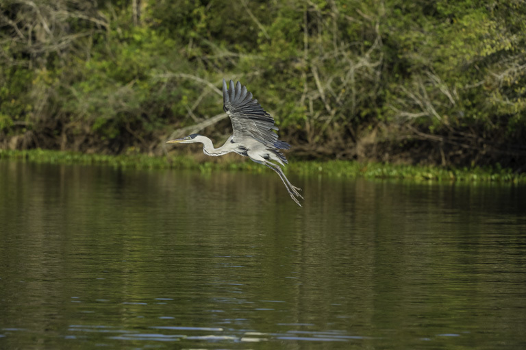 Image of Cocoi Heron