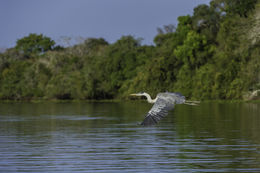 Image of Cocoi Heron