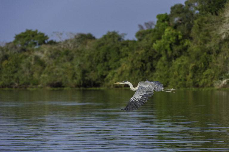 Image of Cocoi Heron