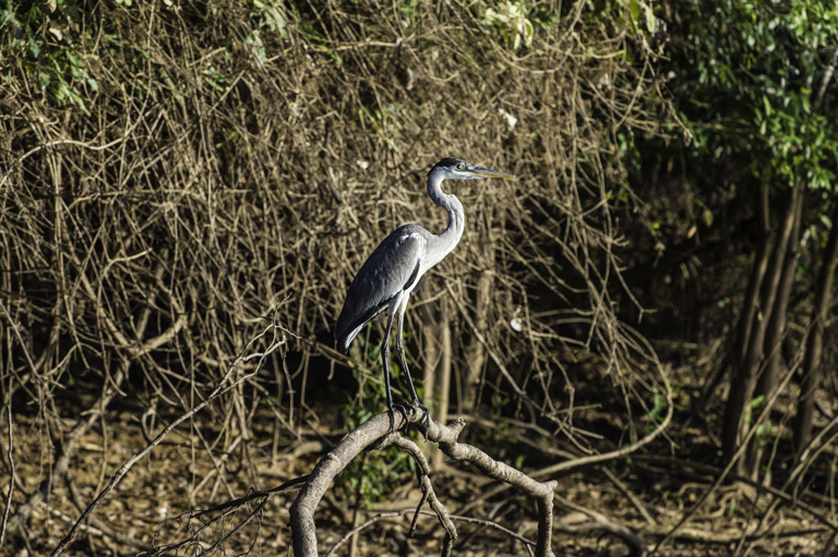 Image of Cocoi Heron