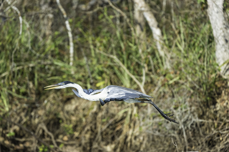 Image of Cocoi Heron