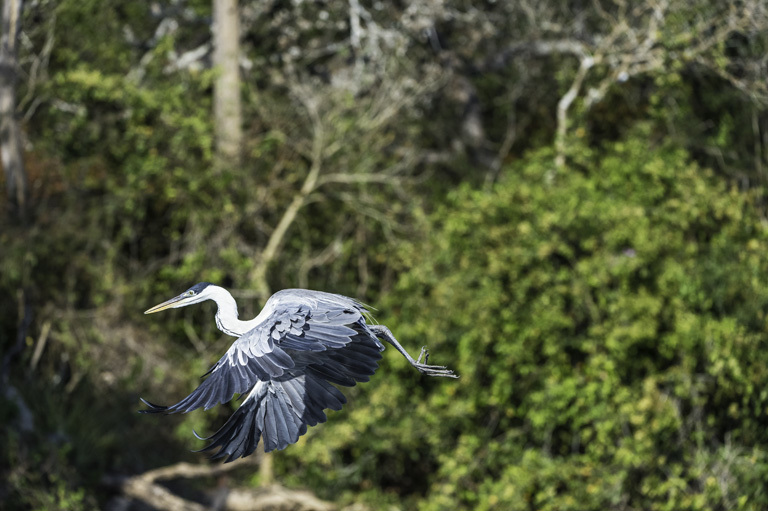 Image of Cocoi Heron