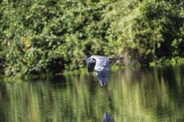 Image of Cocoi Heron