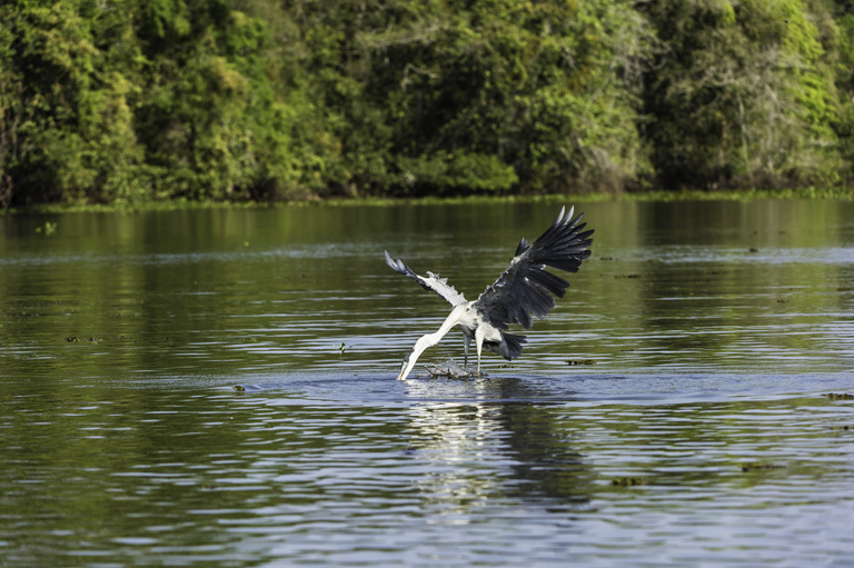 Image of Cocoi Heron