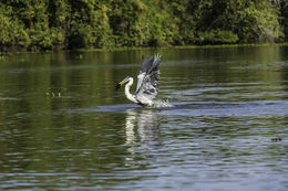 Image of Cocoi Heron