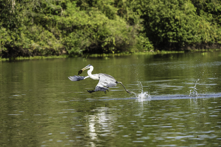 Image of Cocoi Heron