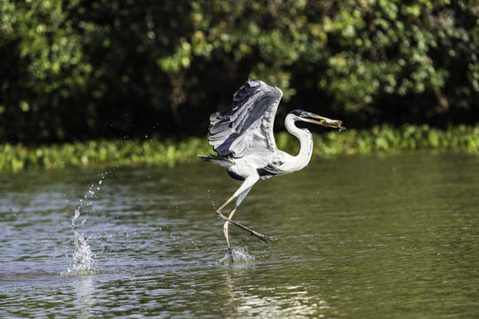 Image of Cocoi Heron