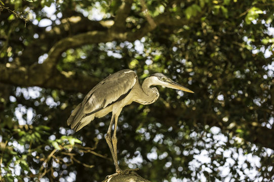 Image of Cocoi Heron