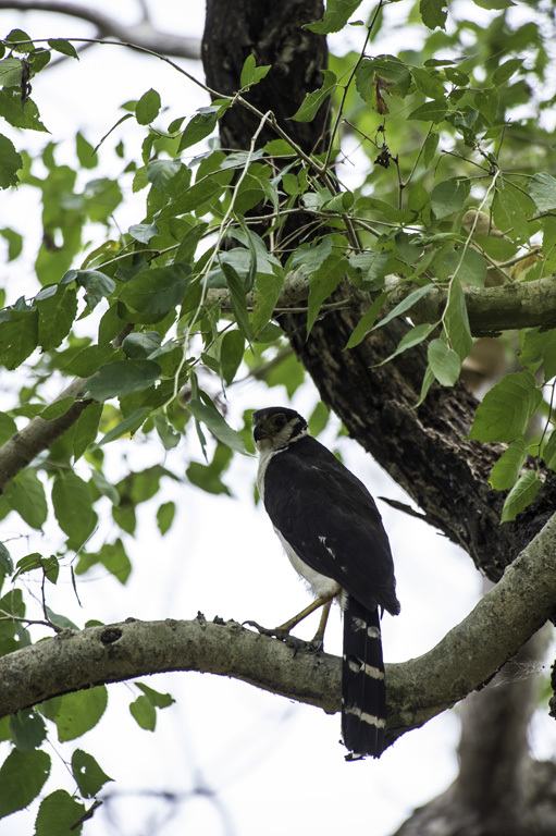 Image of Collared Forest Falcon