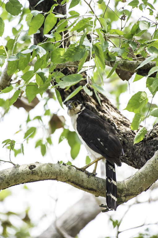 Image of Collared Forest Falcon