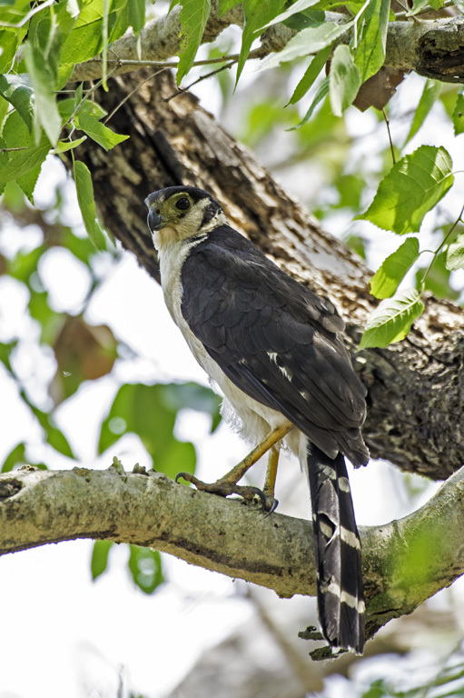 Image of Collared Forest Falcon