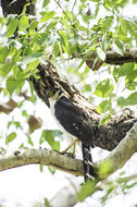 Image of Collared Forest Falcon