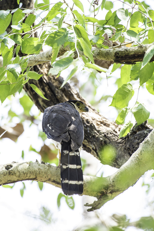 Image of Collared Forest Falcon