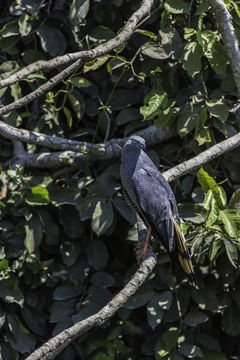 Image of Crane Hawk