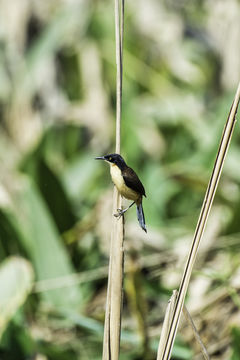 Image of Black-capped Donacobius