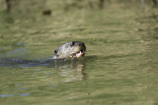 Image of Giant Brazilian Otter