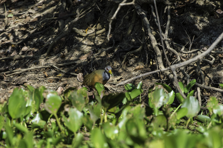 Image of Grey-cowled Wood Rail