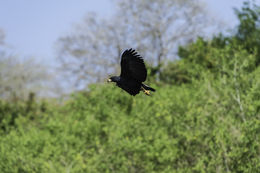 Imagem de Gavião-preto