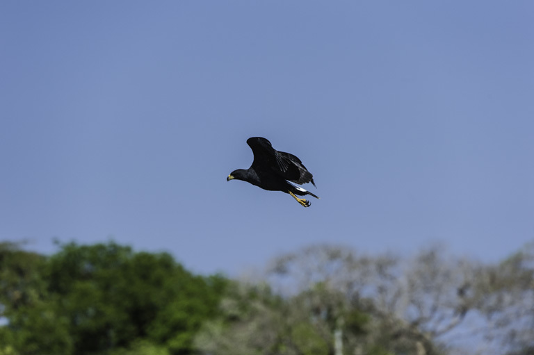 Imagem de Gavião-preto