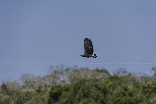 Image of Great Black Hawk