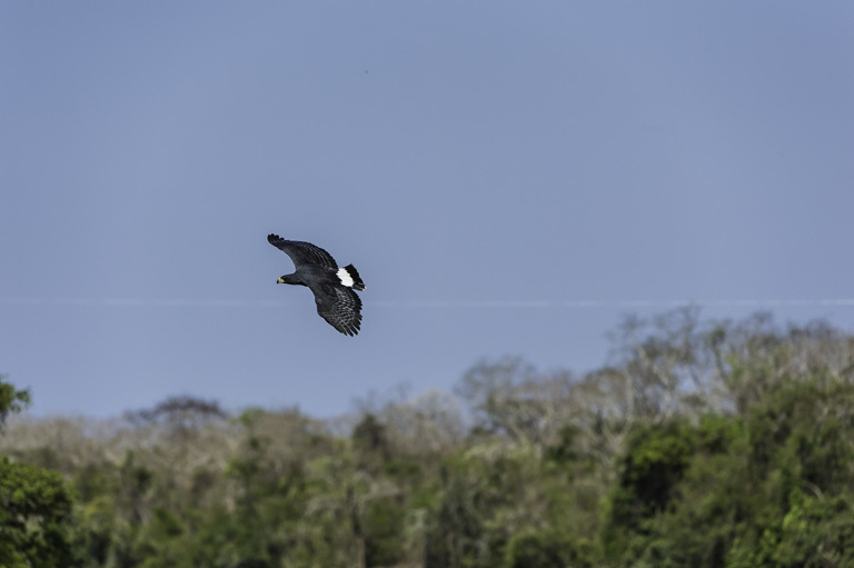 Imagem de Gavião-preto