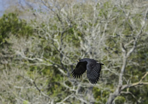 Image of Great Black Hawk