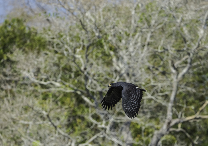 Imagem de Gavião-preto