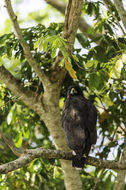 Imagem de Gavião-preto