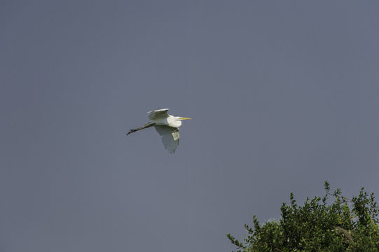 Image of Great Egret