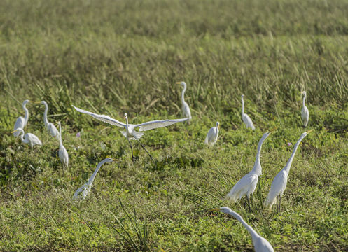 Image of Great Egret