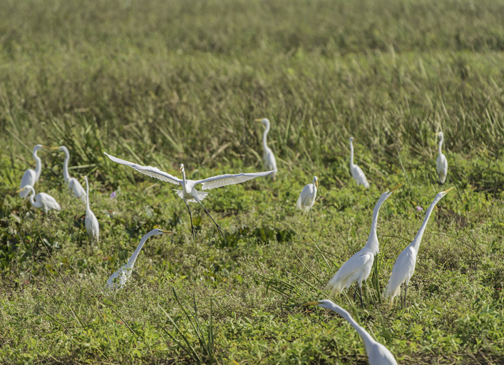 Image of Great Egret