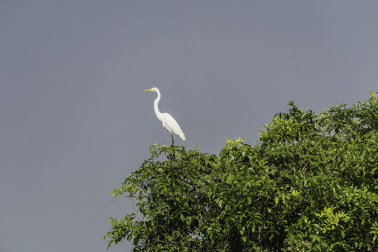 Image of Great Egret