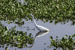 Image of Great Egret